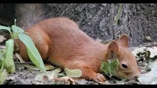 Впервые увидел, как Ушастик отдыхает / For the first time I saw a familiar squirrel resting