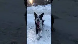 А сколько у него высших образований?