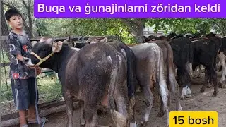 Qirģizistondan keltirilgan shvet buqalar+99894.624.70.70