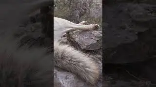 ТРОФЕЙНЫЙ ВОЛК с первого выстрела. Охота на волка в горах