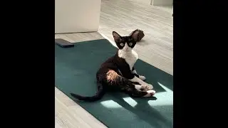 общалка | СТРИМ |  !тг !донат