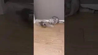 Baby Cat Vibes: Too Cute to Miss!"#GroovyCats#DanceChallenge#FunnyAnimals @cartoonbliss