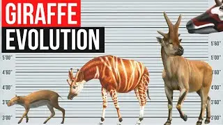 Giraffe Evolution | In one minute