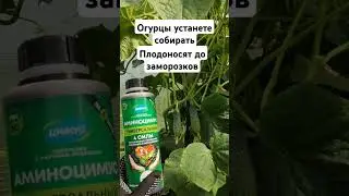 Огурцы засыпят урожаем, ведер не хватит собирать, Жалею, что раньше так не делала #огород