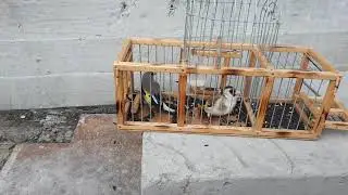 ловля певчих птиц. первый щегол.