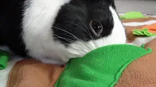 Rabbit snuffling