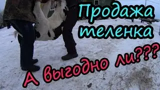 Доход в деревне // Продажа теленка // Выгодно ли продавать телят  // Агроном в каждый дом