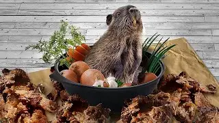 Стрим: мясо нутрии и блюда из него