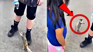 Белочка подбежала к людям и просила помощи, когда они поняли чего просит белка, то были поражены!