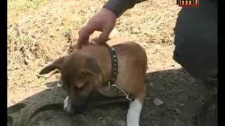 В городском приюте для животных очень часто оказываются собаки разных пород, размеров и нравов