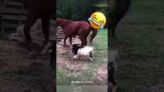 The Rams’ offense.#goat #goats #rams #funnyanimals