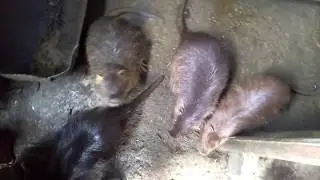 ОШИБКИ В РАЗВЕДЕНИИ НУТРИЙ. Часть 1.