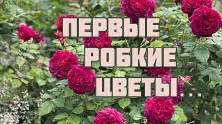 Первые робкие розы из вчера. У Манстед Вуд корявая листва, это она попала под майские морозы…