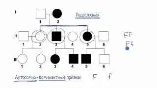 Родословная (видео 9) | Классическая генетика