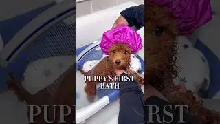 Cute puppy bath routine 