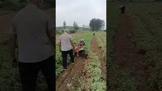 Use A Small Tool Machine To Dig Out Peanut Plants Easily !