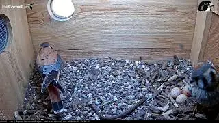 Another Snake Delivered To The Kestrel Box – April 23, 2019