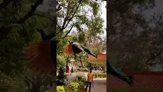 Beautiful Indian peacock flying captured slow motion in my apartment in Gurgaon