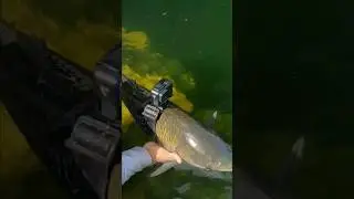 Прикрепили камеру на белого амура - Подводный мир глазами рыбы. Подводная охота | Spearfishing