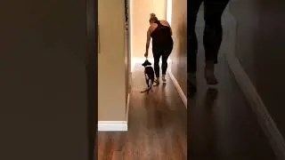 START HERE With Your Puppy Walking Training