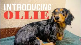 OLLIE, JACK JACK and MANGO ❤️ | Dachshunds
