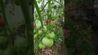 КАК ПОМОЧЬ ТОМАТАМ СОЗРЕТЬ НА КОРНЮ!!!