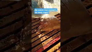 До каких пор кормить на зиму пчел? #подкормкапчел #зимовкапчел #пасека #пчелы