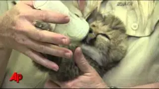 Raw Video: Baby Cheetah Squeaks, Scrambles