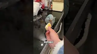 Она просто хотела покормить животных… но всё пошло не по плану 😳🐾 #short
