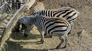 Zebras at the Zoo