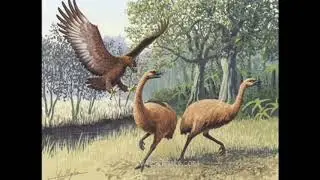 Late Quaternary prehistoric birds   Video Learning