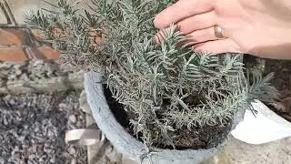 ЛАВАНДА.100% результат розмноження,обрізка,догляд навесні#лаванда#обрізкалаванди#розмноженнялаванди