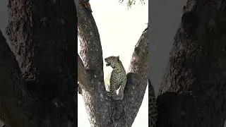 Young leopard climbing up a marula tree in Thornybush Private Game Reserve