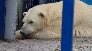 ❤️Лев Тигран и его друзья. Ура, белый мишка! 