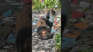 Маленькие радости- наблюдение за питомцами!