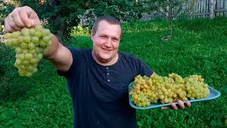Дорогу к нам забросили, но мы не унываем и выращиваем собственный виноград