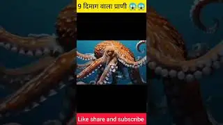 9 दिमाग वाला प्राणी 😱 #shortsvideo #facts #youtubeshorts #amazingfacts