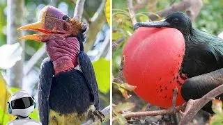 5 Amazing Birds You Won't Believe Actually Exist / Part 2