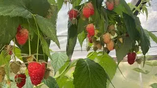 В гостях у Аллы Чаматы