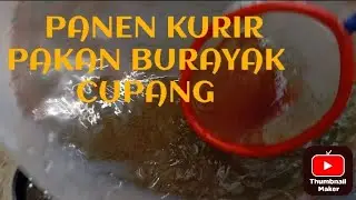 PANEN KUTU AIR UNTUK PAKAN BURAYAK CUPANG 💥Pkdt burayak multi gelap