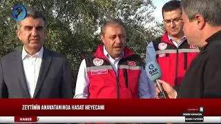 Zeytinin anavatanında hasat heyecanı