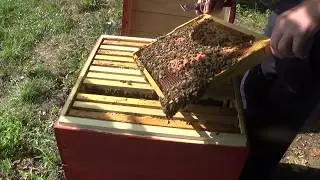 SOS! Определение болезни по мусору на летке (ГНИЛЕЦ)