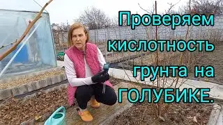 УХОД за ГОЛУБИКОЙ ВЕСНОЙ.Удобряем,мульчируем,обрабатываем#blyeberri#голубика##чемподкислятьголубику