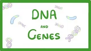 GCSE Biology - DNA Part 1 - Genes and the Genome  #63