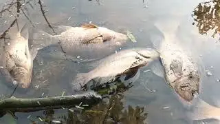 मछलियां क्यों मर रही है कीठम झील मे। क्या कारण हो सकता है।