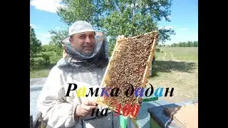 СМОТРИ как сделать рамки на 300 для улея ДАДАН от А до Я своими руками.