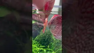 Здоровье рыб и длина их жизни зависит от качества корма❓ 