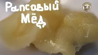 Рапсовый Мёд Какой он Для чего полезен