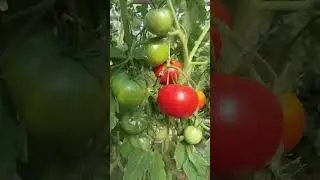 Один из лучших низкорослых томатов - Лабрадор.