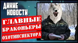 Уголовка за сбор грибов/Медведи убийцы/Кабан в кафе/Дикие новости